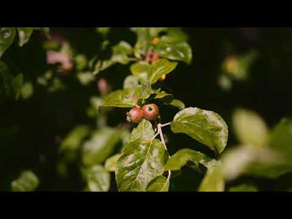 amon 1192301 scotland blanket